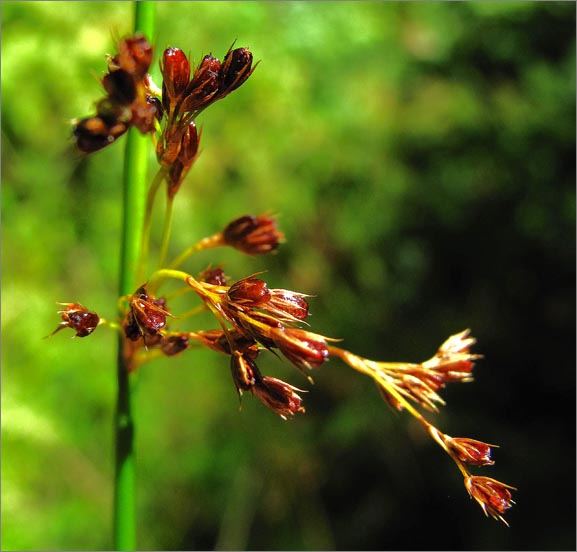 sm 875 Bog Rush.jpg - Bog Rush (Juncus effusus): A common rush which grew in moist places along the trail.